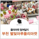 별빛플레르