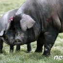 우리네축산 이미지