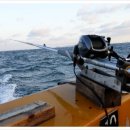 완도17호 이미지