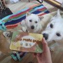 밤시(BAMSI) | [진돗개애곰] 강아지케이크 추천, 밤시bamsi