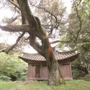 횡계리109