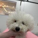 GROOMING 0104 이미지