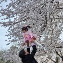 호텔 은파 팰리스 | 군산 은파 팰리스 호텔 벨라지오홀 하객 후기 벚꽃 시즌 + 뷔페 솔직평가