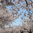 군산 종합운동장 | 군산 공설운동장 벚꽃 만개🌸 오늘 실시간 벚꽃 개화 현황