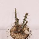 알로애 꽃집 이미지