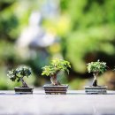 미니정원 이미지