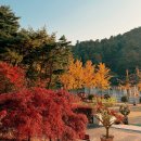 청주가로수길 | 청주 청남대 11월 7일 대통령 별장에서 즐긴 단풍놀이 방문후기