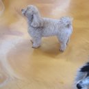 엔조이펫 이미지