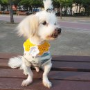 미미네강아지 이미지