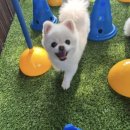 파파퍼피 DOG하우스 이미지