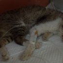 산타클라라동물병원 이미지