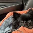 하룻강아지 | [캠핑일기-용인캠핑장] 용인반딧불캠핑장 애견동반 1박2일 이용후기