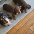 도그패밀리 이미지