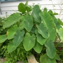 마고실민박 이미지