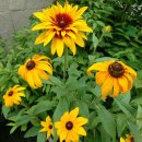 루드베키아 이미지