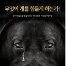 보라애견 | 경주애견훈련소 강아지방문교육으로 산책문제 해결한 후기