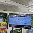 돌고래 | 제주도 돌고래 힐링 투어 돌고래 본 후기, 이색 체험 액티비티 추천