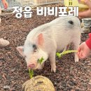 더 포레 동물병원 | 정읍 비비포레 열대작물 온실 동물 먹이주기 실내 놀이터 카페 아이랑 다녀온 후기