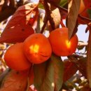 황금개구리 이미지