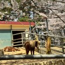 서부어린이집 | 진주 대표 여행지! 뚜벅이로 다녀온 진양호(동물원,하모놀이숲, 우드랜드, 하모 모노레일) 코스 추천