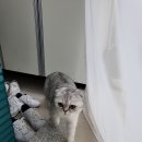 메디팜월랑약국 네이버블로그