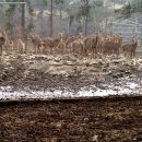 대산사슴농장 이미지