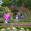 조선대(장미원) 이미지