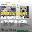유기견 입양 전 고려해야 할 것들 | 입양 후 적응을 위해 준비할 포인트