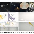 소금쟁이 이미지
