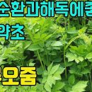 노루오줌(소승마,적승마)-꽃이화려한노루오줌,혈액순환개선과 해독,해열,진통에효능이있는 산나물 조회수 2.6천회 3년 전 이미지