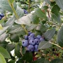 이벤트 도전ㅡvery berry 이미지
