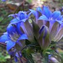 정원야생화 이미지