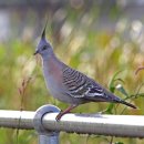 관모비둘기 (Crested pigeon) 이미지