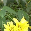 멈(mum)