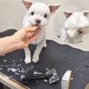 쿨펫 네이버블로그