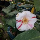 유원농장 이미지