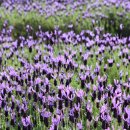 고래정원 이미지