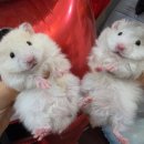 미니펫스쿨(Minipet School) 이미지