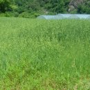 양구목장 이미지