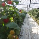 우대농장 이미지