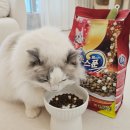 대한건식 | 고양이 사료 추천 긴노스푼 건식사료 후기