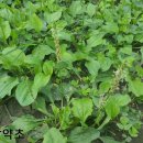 질경이농장2 이미지