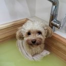 월스트리트 애견유치원 이미지