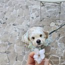 댕댕바게트 | 신창동 바게트맛집 봉퓌르바게트 내돈내먹 솔직후기