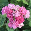 러블리 몽 이미지