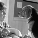 캣츠앤독스 이미지