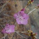 진달래농장 이미지