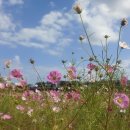 코스모스 이미지