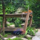 효자 어린이공원(어33) | 아이랑 가기 좋은 시드니 타롱가 주 후기(서큘러 키 페리·동물 체험·물개쇼·할인팁 총정리)