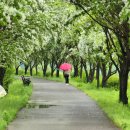 이팝나무길 이미지